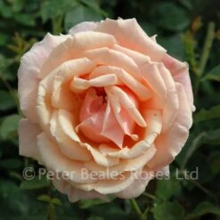 Child Of My Heart (Shrub Rose) 8 Child Of My Heart (Shrub Rose) -Classic Roses Sales Store child of my heart bm 2015 1 1000px