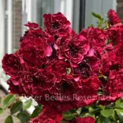 Crimson Siluetta (Patio Rambling Rose) -Classic Roses Sales Store cimson siluetta 11 1000px