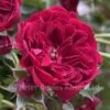 Crimson Siluetta (Patio Rambling Rose) 1 Crimson Siluetta (Patio Rambling Rose) -Classic Roses Sales Store cimson siluetta 21 1000px