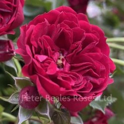 Crimson Siluetta (Patio Rambling Rose)