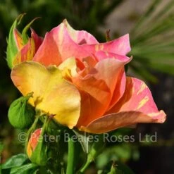 Claude Monet (Bush Rose) 9 Claude Monet (Bush Rose) -Classic Roses Sales Store claude monet bm 2018 4 1000px