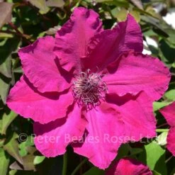 Clematis Daiyu -Classic Roses Sales Store clematis boulevard daiyu bm 2018 8 1000px