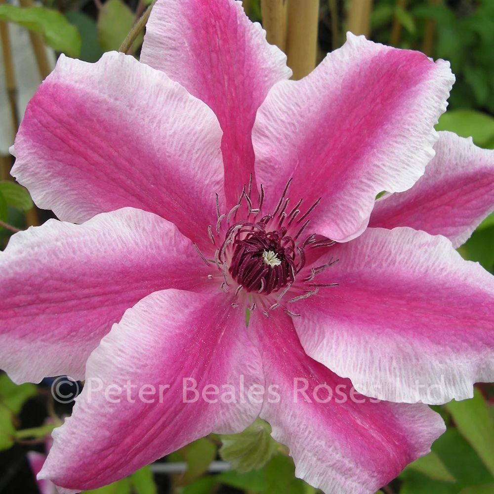 Clematis Carnaby 4 Clematis Carnaby - Image 2