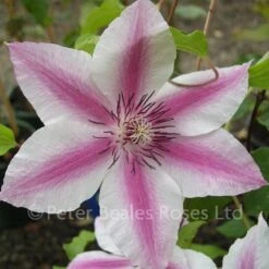 Clematis Carnaby 10 Clematis Carnaby -Classic Roses Sales Store clematis carnaby3 1000px