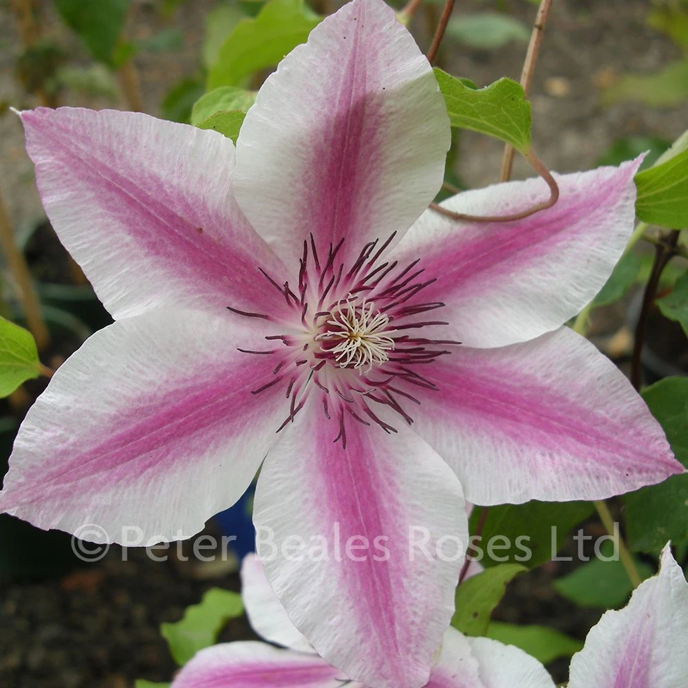 Clematis Carnaby 5 Clematis Carnaby - Image 3