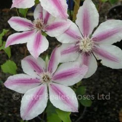 Clematis Carnaby 12 Clematis Carnaby -Classic Roses Sales Store clematis carnaby 1000px