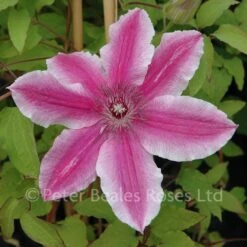 Clematis Carnaby 11 Clematis Carnaby -Classic Roses Sales Store clematis carnaby bm 2015 20 1000px