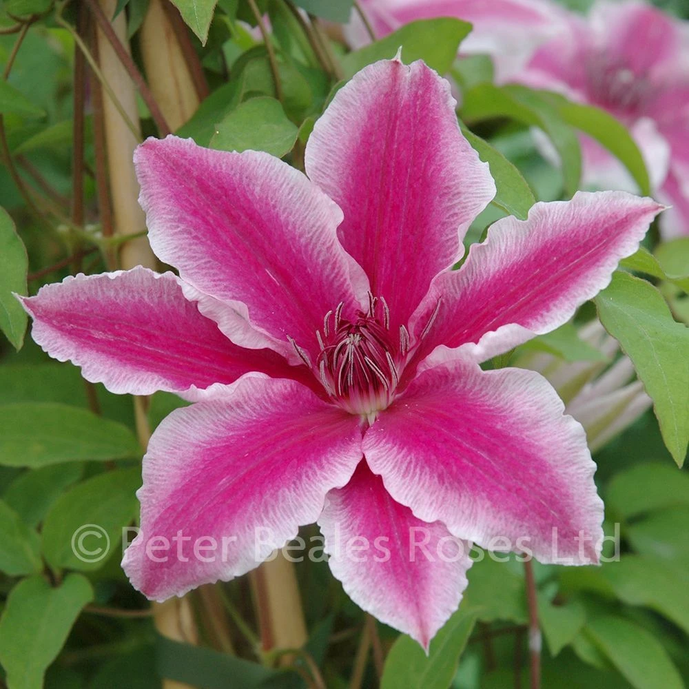 Clematis Carnaby 3 Clematis Carnaby