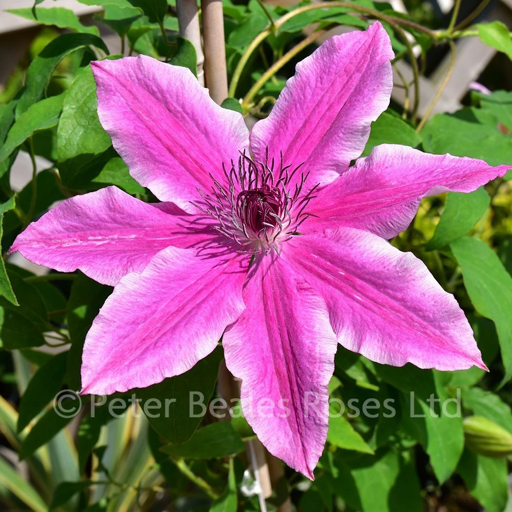 Clematis Carnaby 8 Clematis Carnaby - Image 6