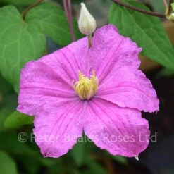 Clematis Comtesse De Bouchard 7 Clematis Comtesse De Bouchard -Classic Roses Sales Store clematis comtesse de bouchaud bm 2016 3 1000px 1