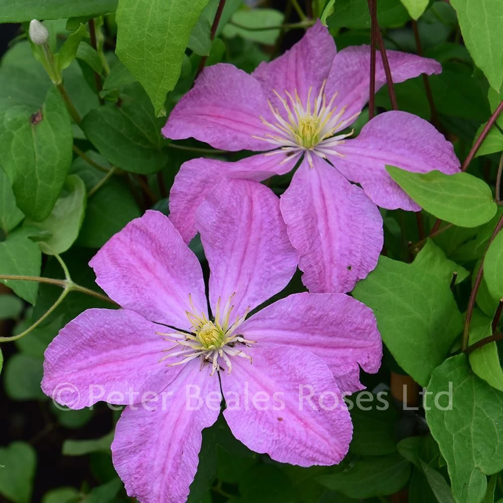 Clematis Comtesse De Bouchard 4 Clematis Comtesse De Bouchard - Image 2