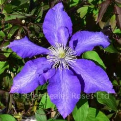 Clematis Daniel Deronda