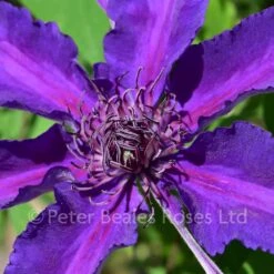 Clematis Edda -Classic Roses Sales Store clematis edda 3 june 2018 1000px