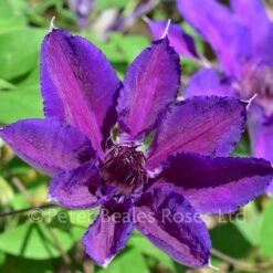 Clematis Edda -Classic Roses Sales Store clematis edda 5 june 2018 1000px