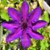 Clematis Edda -Classic Roses Sales Store clematis edda bm 2018 3 1000px