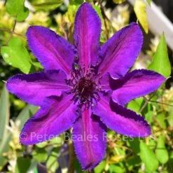 Clematis Edda