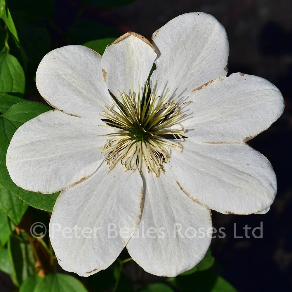Clematis Guernsey Cream 4 Clematis Guernsey Cream - Image 2