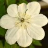 Clematis Guernsey Cream -Classic Roses Sales Store clematis guernsey cream bm 2018 1 1000px