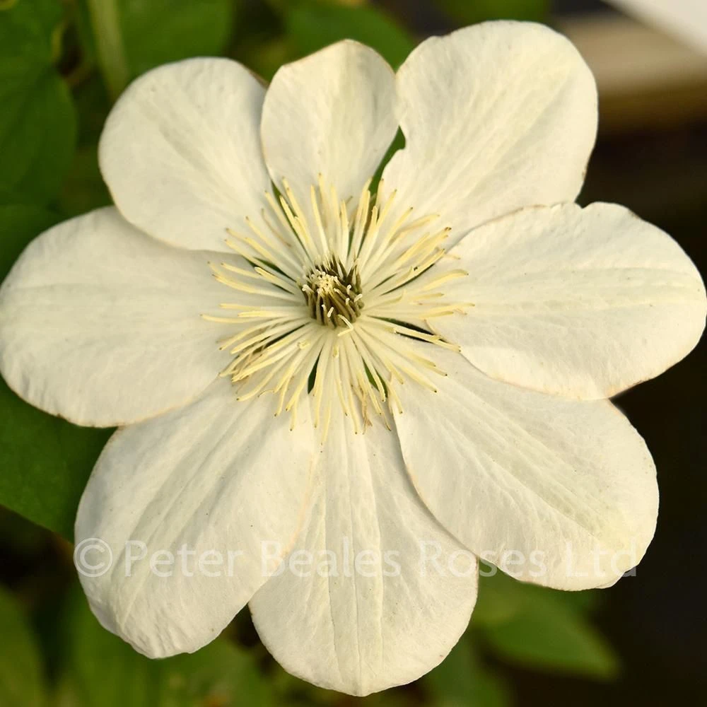 Clematis Guernsey Cream 3 Clematis Guernsey Cream