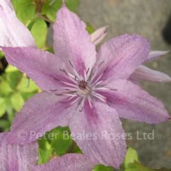 Clematis Hagley Hybrid