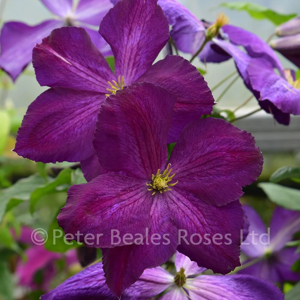 Clematis Jackmanii Purpurea 3 Clematis Jackmanii Purpurea