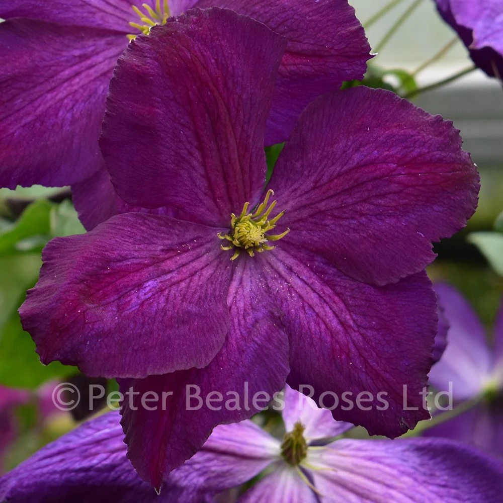Clematis Jackmanii Purpurea 4 Clematis Jackmanii Purpurea - Image 2