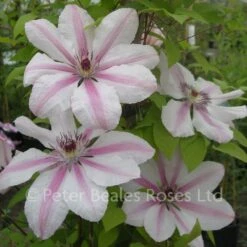 Clematis John Paul II (Jan Pawel II) -Classic Roses Sales Store clematis jan pawel ii2 1000px