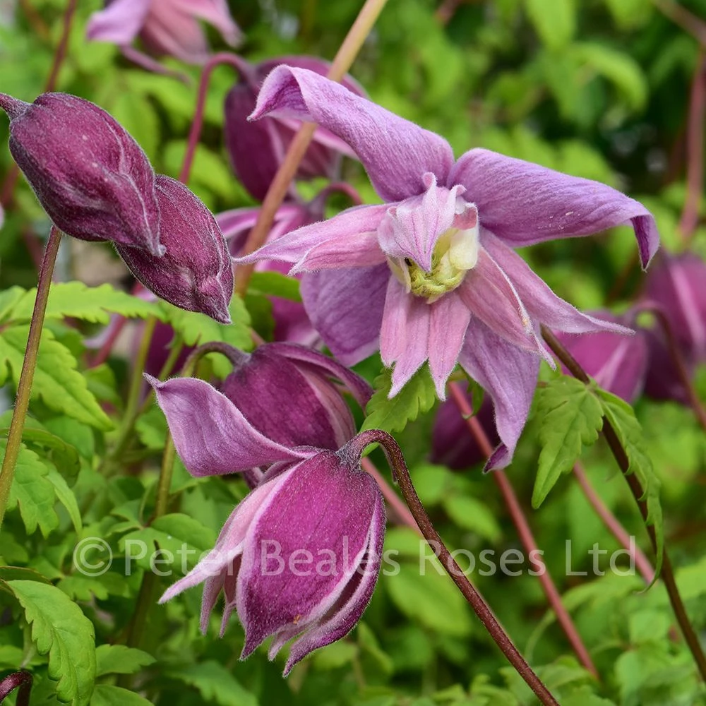 Clematis Macropetala Markhams Pink 6 Clematis Macropetala Markhams Pink - Image 4