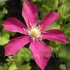 Clematis Madame Edouard Andre 1 Clematis Madame Edouard Andre -Classic Roses Sales Store clematis madame edouard andre4 1000px