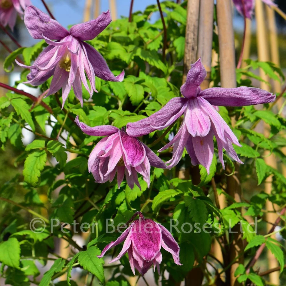 Clematis Macropetala Markhams Pink 4 Clematis Macropetala Markhams Pink - Image 2