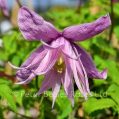 Clematis Macropetala Markhams Pink