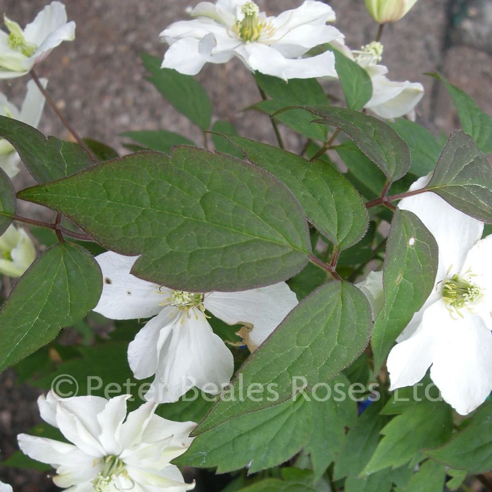 Clematis Montana Morning Yellow 6 Clematis Montana Morning Yellow - Image 4