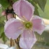 Clematis Montana Giant Star 2 Clematis Montana Giant Star -Classic Roses Sales Store clematis montana giant star2 1000px