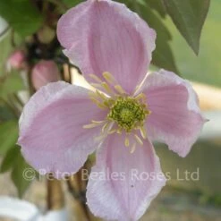 Clematis Montana Giant Star