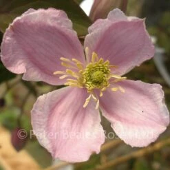 Clematis Montana Giant Star -Classic Roses Sales Store clematis montana giant star 1000px