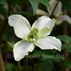 Clematis Montana Morning Yellow 8 Clematis Montana Morning Yellow -Classic Roses Sales Store clematis montana morning yellow bm 2016 4 1000px