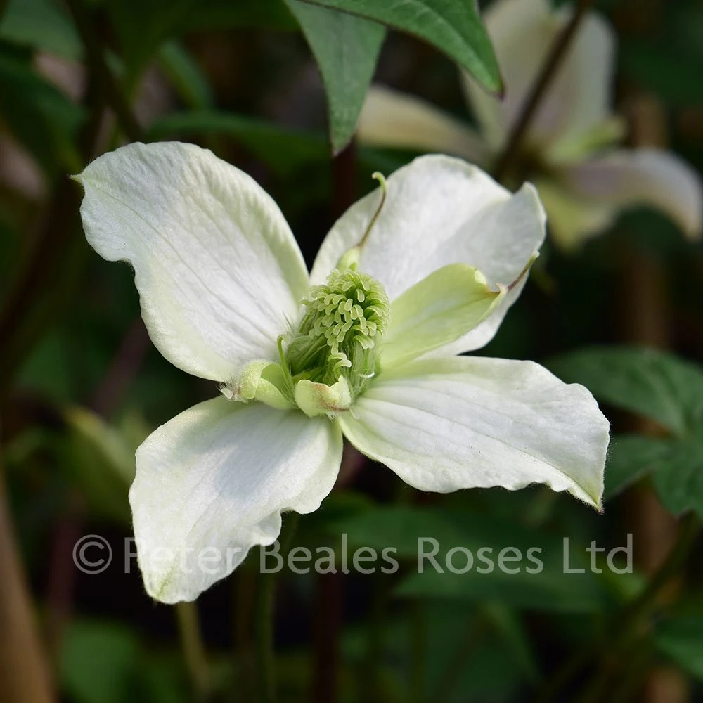 Clematis Montana Morning Yellow 5 Clematis Montana Morning Yellow - Image 3