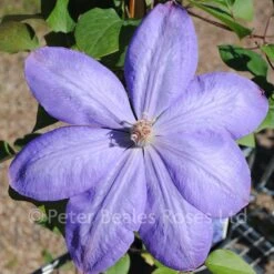 Clematis Mrs Cholmondeley