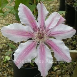 Clematis Nelly Moser 10 Clematis Nelly Moser -Classic Roses Sales Store clematis nelly moser 2 1000px