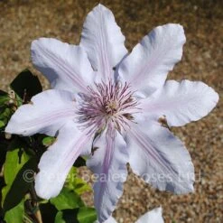 Clematis Nelly Moser 13 Clematis Nelly Moser -Classic Roses Sales Store clematis nelly moser 3 1000px