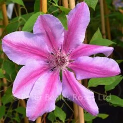 Clematis Nelly Moser 11 Clematis Nelly Moser -Classic Roses Sales Store clematis nelly moser bm 2016 10 1000px