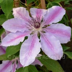 Clematis Nelly Moser 12 Clematis Nelly Moser -Classic Roses Sales Store clematis nelly moser bm 2016 2 1000px