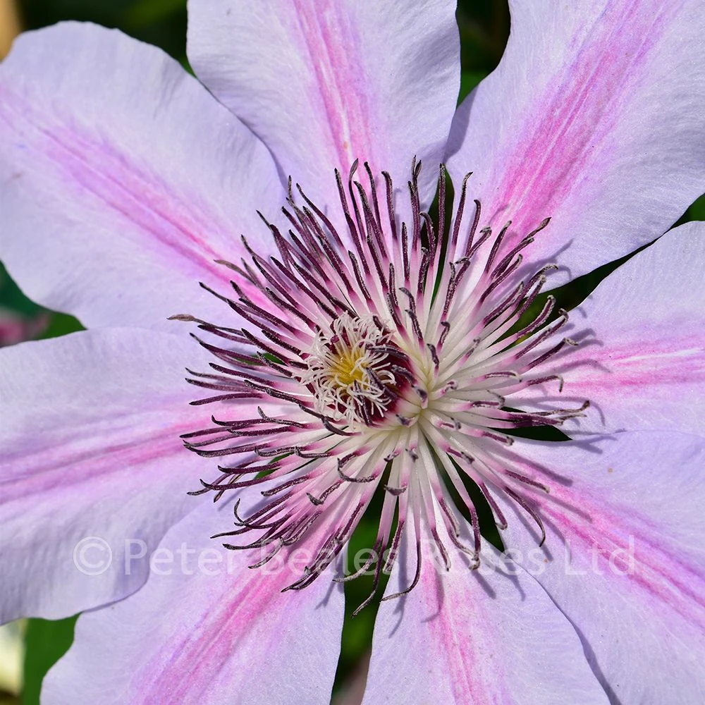 Clematis Nelly Moser 4 Clematis Nelly Moser - Image 2