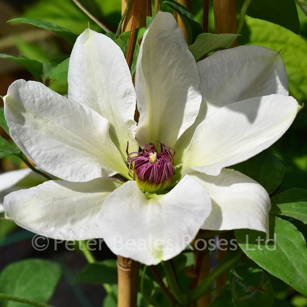 Clematis Ninon 4 Clematis Ninon - Image 2