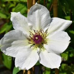 Clematis Ninon