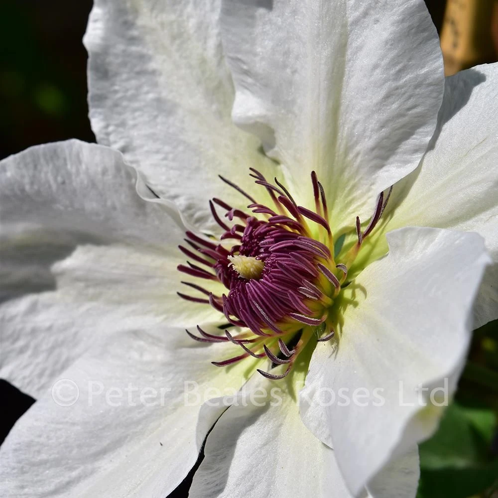 Clematis Ninon 6 Clematis Ninon - Image 4