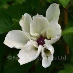 Clematis Ninon 8 Clematis Ninon -Classic Roses Sales Store clematis ninon june 2018 8 1000px