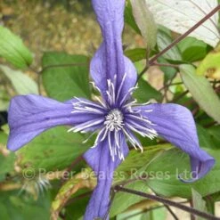 Clematis Petit Faucon -Classic Roses Sales Store clematis petit faucon2 1000px