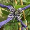 Clematis Petit Faucon -Classic Roses Sales Store clematis petite faucon 1000px