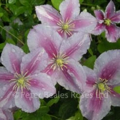 Clematis Piilu 9 Clematis Piilu -Classic Roses Sales Store clematis piilu 1000px